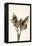 Dried Flowers-Torsten Richter-Framed Premier Image Canvas