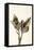 Dried Flowers-Torsten Richter-Framed Premier Image Canvas