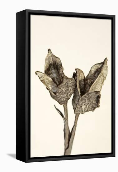 Dried Flowers-Torsten Richter-Framed Premier Image Canvas