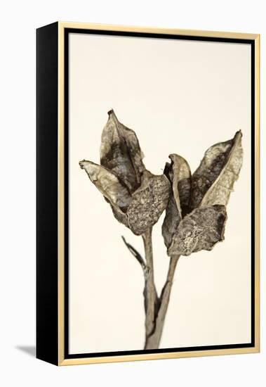 Dried Flowers-Torsten Richter-Framed Premier Image Canvas