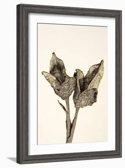 Dried Flowers-Torsten Richter-Framed Photographic Print