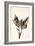 Dried Flowers-Torsten Richter-Framed Photographic Print