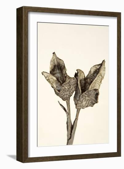 Dried Flowers-Torsten Richter-Framed Photographic Print