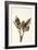 Dried Flowers-Torsten Richter-Framed Photographic Print