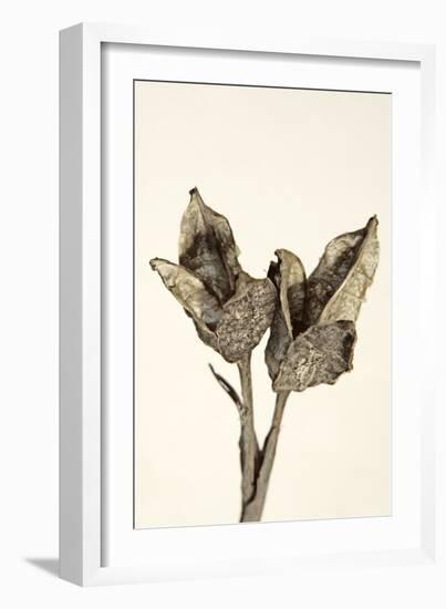 Dried Flowers-Torsten Richter-Framed Photographic Print