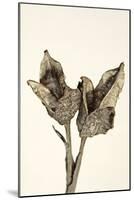 Dried Flowers-Torsten Richter-Mounted Photographic Print
