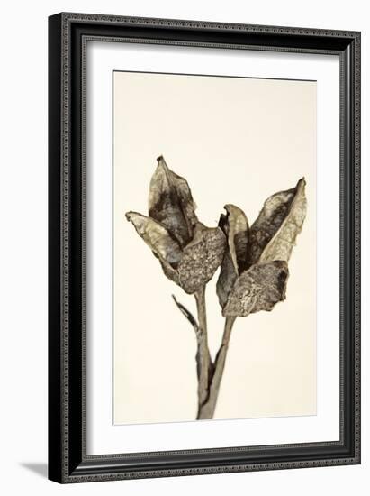 Dried Flowers-Torsten Richter-Framed Photographic Print