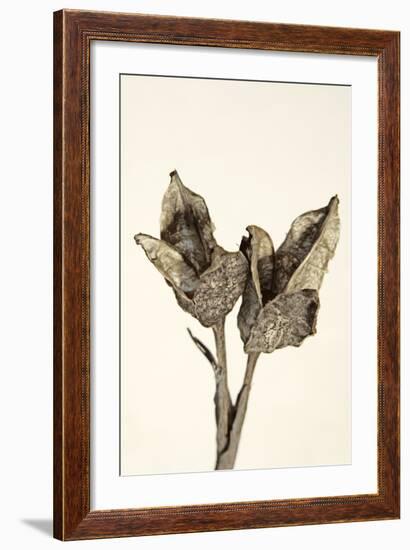 Dried Flowers-Torsten Richter-Framed Photographic Print