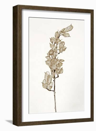 Dried Flowers-Torsten Richter-Framed Photographic Print