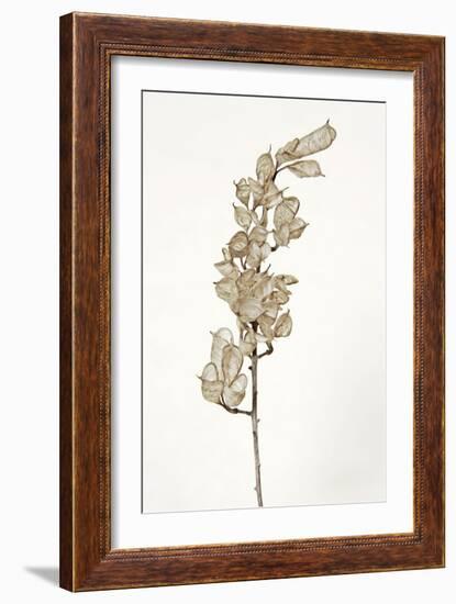 Dried Flowers-Torsten Richter-Framed Photographic Print