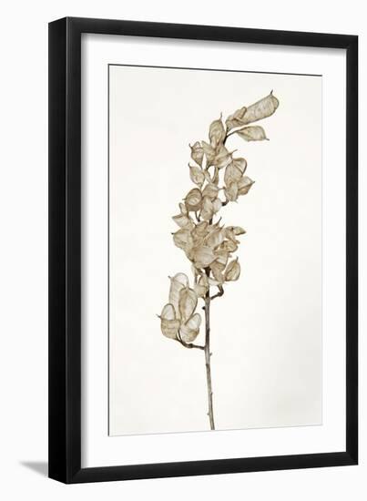 Dried Flowers-Torsten Richter-Framed Photographic Print