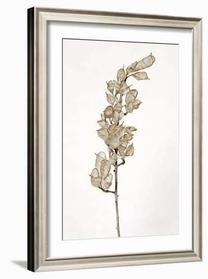 Dried Flowers-Torsten Richter-Framed Photographic Print