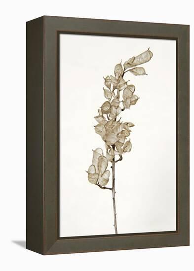 Dried Flowers-Torsten Richter-Framed Premier Image Canvas