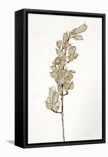 Dried Flowers-Torsten Richter-Framed Premier Image Canvas