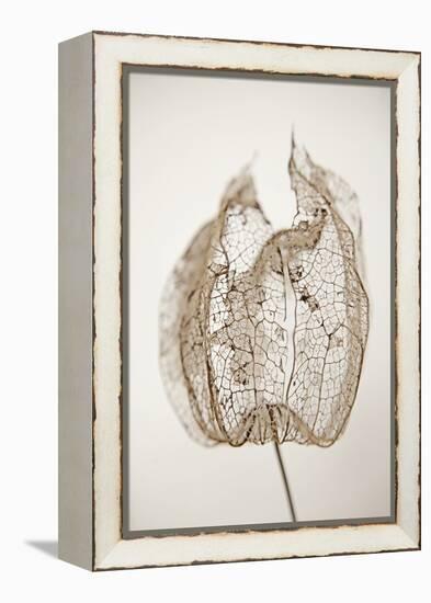 Dried Flowers-Torsten Richter-Framed Premier Image Canvas