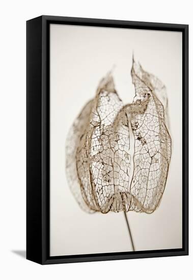 Dried Flowers-Torsten Richter-Framed Premier Image Canvas