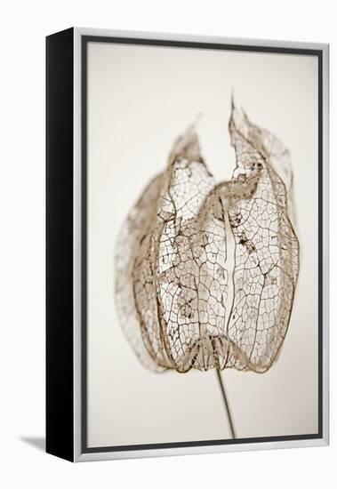 Dried Flowers-Torsten Richter-Framed Premier Image Canvas