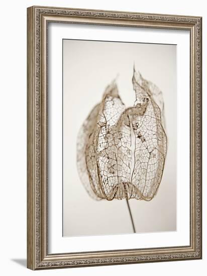 Dried Flowers-Torsten Richter-Framed Photographic Print