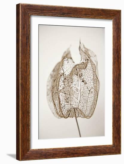 Dried Flowers-Torsten Richter-Framed Photographic Print