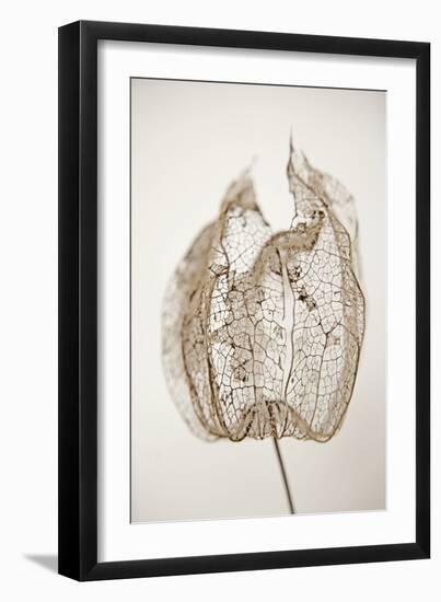 Dried Flowers-Torsten Richter-Framed Photographic Print