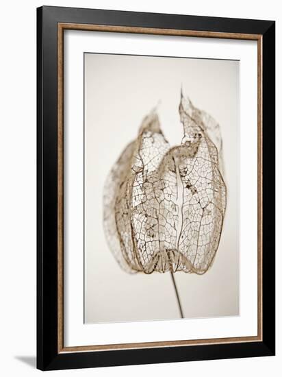 Dried Flowers-Torsten Richter-Framed Photographic Print