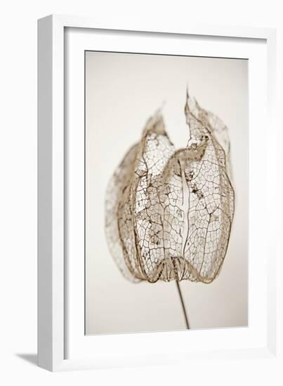 Dried Flowers-Torsten Richter-Framed Photographic Print