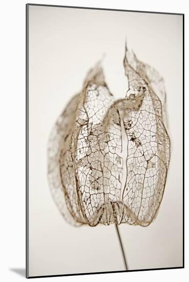 Dried Flowers-Torsten Richter-Mounted Photographic Print
