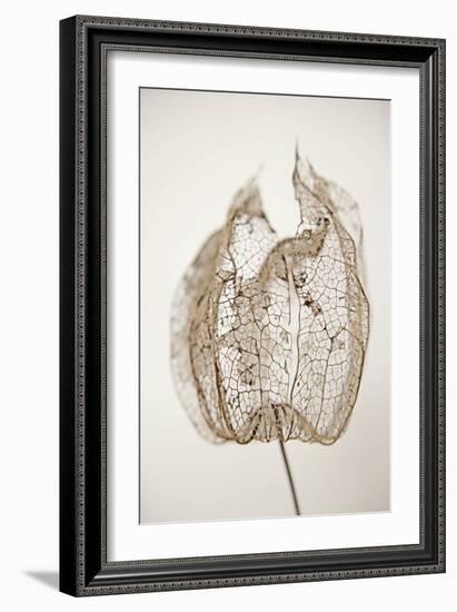 Dried Flowers-Torsten Richter-Framed Photographic Print