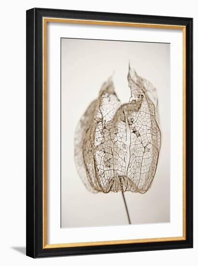 Dried Flowers-Torsten Richter-Framed Photographic Print