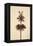 Dried Flowers-Torsten Richter-Framed Premier Image Canvas