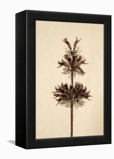 Dried Flowers-Torsten Richter-Framed Premier Image Canvas