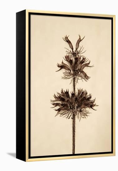 Dried Flowers-Torsten Richter-Framed Premier Image Canvas