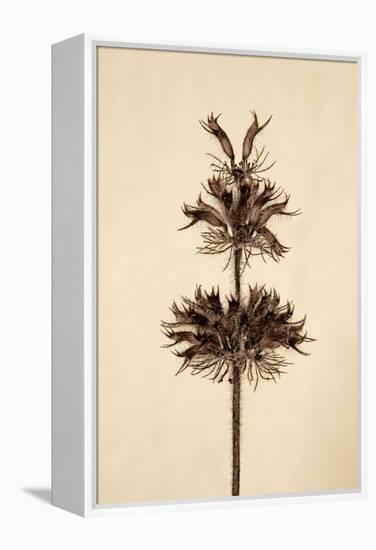 Dried Flowers-Torsten Richter-Framed Premier Image Canvas