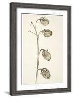 Dried Flowers-Torsten Richter-Framed Photographic Print
