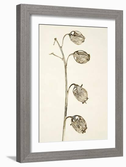 Dried Flowers-Torsten Richter-Framed Photographic Print