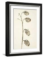 Dried Flowers-Torsten Richter-Framed Photographic Print