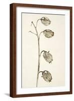Dried Flowers-Torsten Richter-Framed Photographic Print