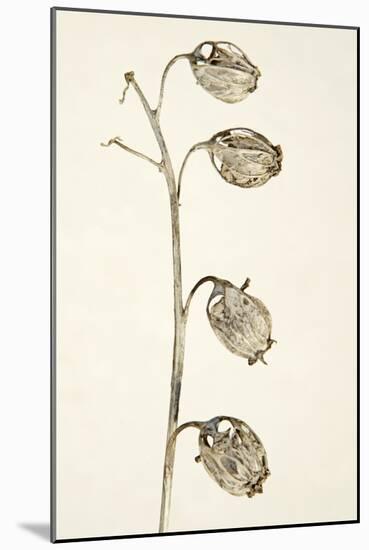 Dried Flowers-Torsten Richter-Mounted Photographic Print