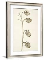Dried Flowers-Torsten Richter-Framed Photographic Print
