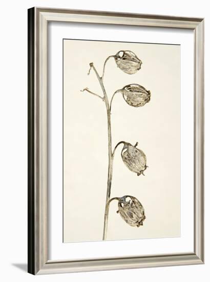 Dried Flowers-Torsten Richter-Framed Photographic Print