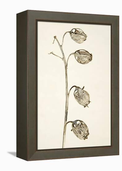 Dried Flowers-Torsten Richter-Framed Premier Image Canvas