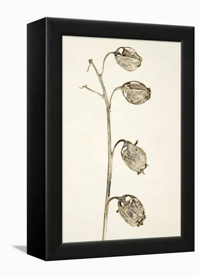 Dried Flowers-Torsten Richter-Framed Premier Image Canvas