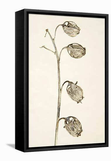 Dried Flowers-Torsten Richter-Framed Premier Image Canvas