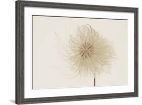 Dried Flowers-Torsten Richter-Framed Photographic Print