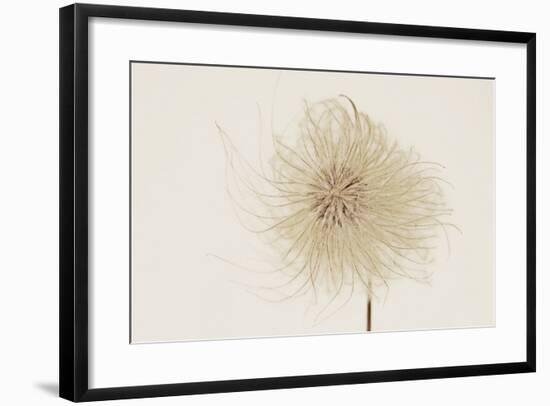 Dried Flowers-Torsten Richter-Framed Photographic Print