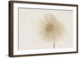 Dried Flowers-Torsten Richter-Framed Photographic Print