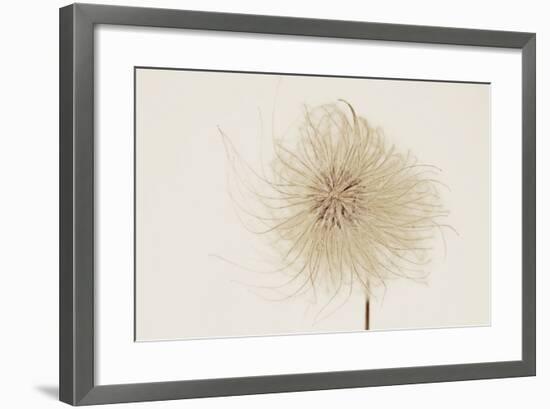 Dried Flowers-Torsten Richter-Framed Photographic Print