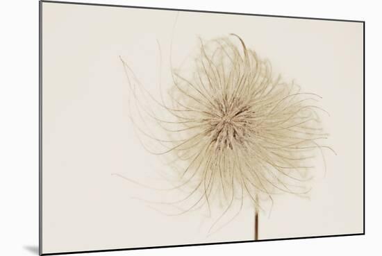 Dried Flowers-Torsten Richter-Mounted Photographic Print