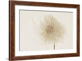 Dried Flowers-Torsten Richter-Framed Photographic Print