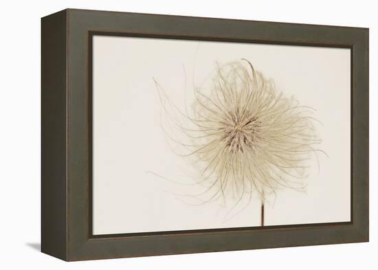 Dried Flowers-Torsten Richter-Framed Premier Image Canvas